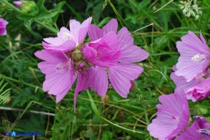 Malva alcea