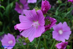 Malva alcea