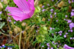 Malva alcea