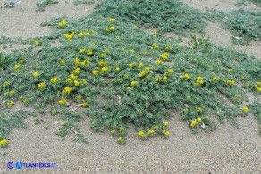 Medicago marina (Erba medica marina)