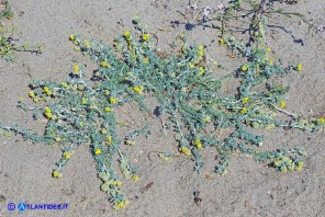 Medicago marina (Erba medica marina)