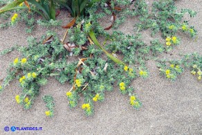 Medicago marina (Erba medica marina)