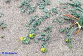 Medicago marina (Erba medica marina)