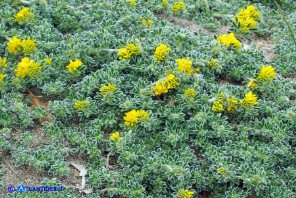 Medicago marina (Erba medica marina)