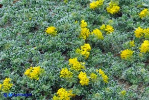 Medicago marina (Erba medica marina)