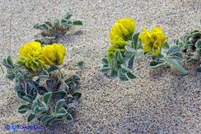 Medicago marina (Erba medica marina)