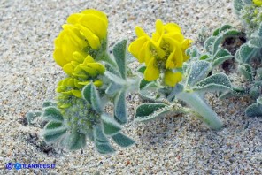 Medicago marina (Erba medica marina)