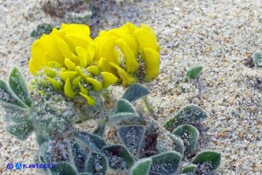 Medicago marina (Erba medica marina)