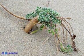 Medicago marina (Erba medica marina)