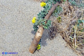 Medicago marina (Erba medica marina)