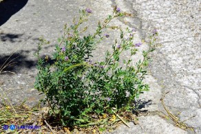 Medicago sativa (Erba medica comune) selvatica