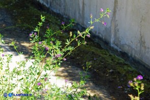 Medicago sativa (Erba medica comune) selvatica