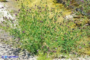 Medicago sativa (Erba medica comune) selvatica