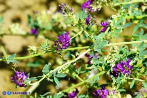 Medicago sativa (Erba medica comune) selvatica