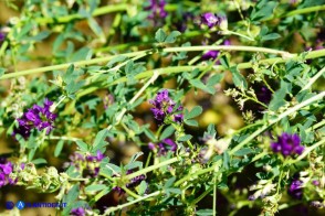 Medicago sativa (Erba medica comune) selvatica