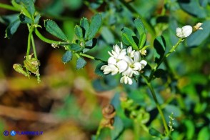 Medicago sativa (Erba medica comune) selvatica a fiori bianchi