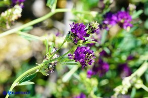 Medicago sativa (Erba medica comune) selvatica