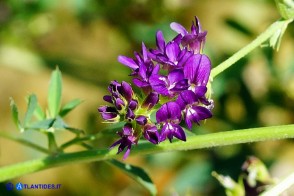 Medicago sativa (Erba medica comune) selvatica