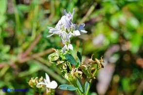 Medicago sativa (Erba medica comune) selvatica a fiori bianchi