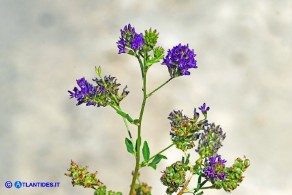 Medicago sativa (Erba medica comune) selvatica