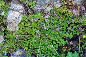 Mentha requienii subsp. requienii (Menta di Requien)