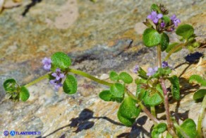 Mentha requienii subsp. requienii (Menta di Requien)