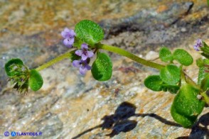 Mentha requienii subsp. requienii (Menta di Requien)