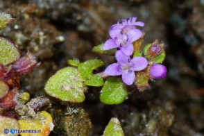 Mentha requienii subsp. requienii (Menta di Requien)