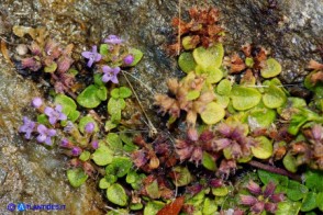 Mentha requienii subsp. requienii (Menta di Requien)