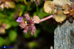 Mentha requienii subsp. requienii (Menta di Requien)