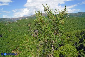 Phillyrea angustifolia (Fillirea a foglie sottili)