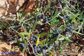 Phillyrea angustifolia (Fillirea a foglie sottili)