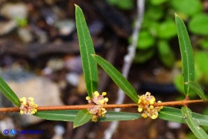 Phillyrea angustifolia (Fillirea a foglie sottili)