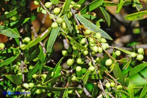 Phillyrea angustifolia (Fillirea a foglie sottili)