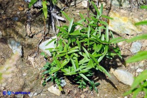 Phillyrea angustifolia (Fillirea a foglie sottili)