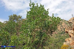  Phillyrea latifolia (Fillirea a foglie larghe)