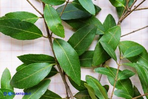  Phillyrea latifolia (Fillirea a foglie larghe): foglie, lato superiore