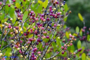  Phillyrea latifolia (Fillirea a foglie larghe)