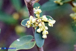  Phillyrea latifolia (Fillirea a foglie larghe)