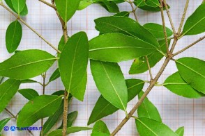  Phillyrea latifolia (Fillirea a foglie larghe): foglie, lato inferiore