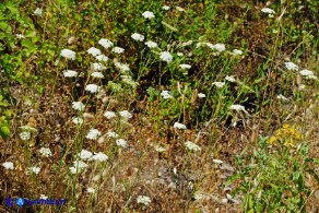 Pimpinella peregrina (Pimpinella pellegrina)