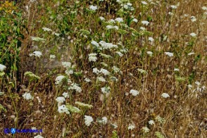 Pimpinella peregrina (Pimpinella pellegrina)