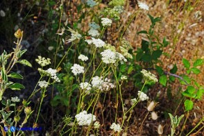 Pimpinella peregrina (Pimpinella pellegrina)