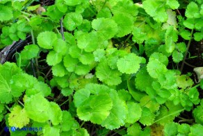 Pimpinella peregrina (Pimpinella pellegrina)