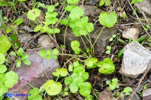 Pimpinella peregrina (Pimpinella pellegrina)