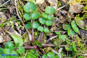 Pimpinella peregrina (Pimpinella pellegrina)