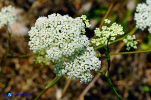 Pimpinella peregrina (Pimpinella pellegrina)