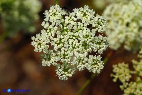 Pimpinella peregrina (Pimpinella pellegrina)