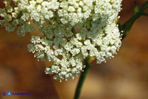 Pimpinella peregrina (Pimpinella pellegrina)