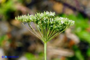 Pimpinella peregrina (Pimpinella pellegrina)